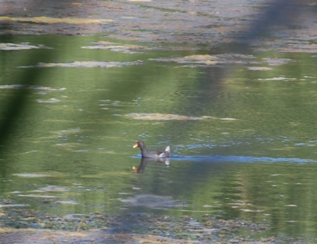 Gallinula chloropus???